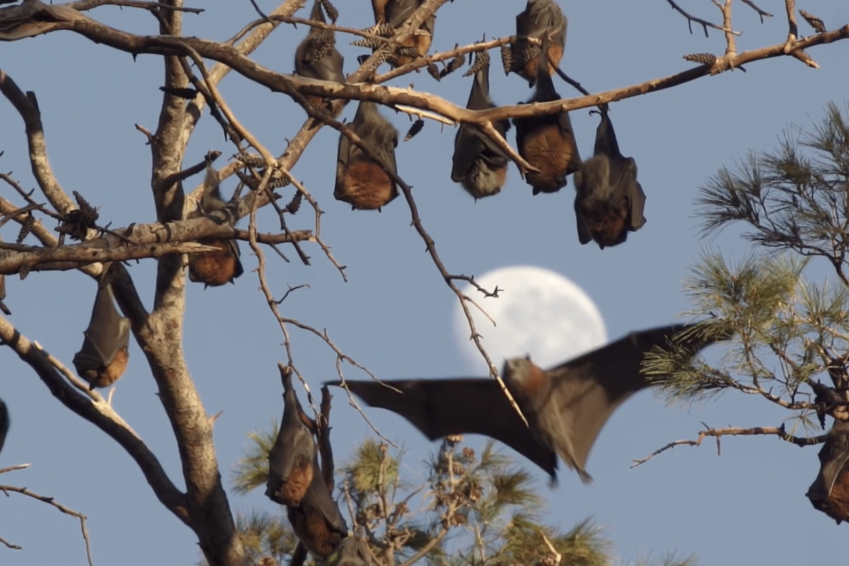 Grey-Headed Flying Foxes